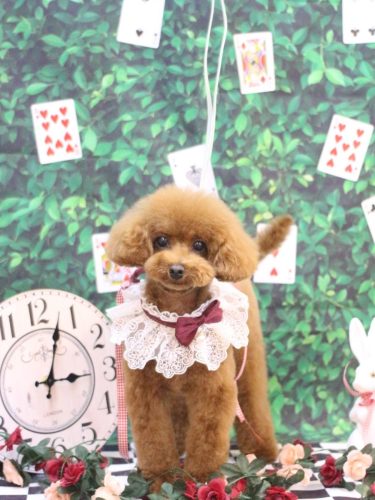 20250429モコちゃん